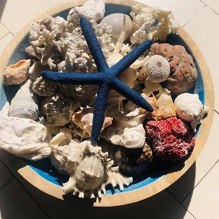 Blue Starfish Rapallo